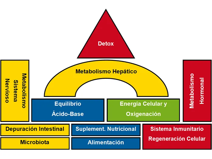 Absorción suficiente de los nutrientes
